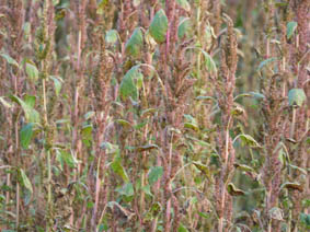 Amaranthus retroflexus